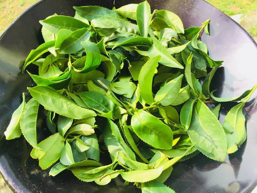 日式煎茶初製茶實作