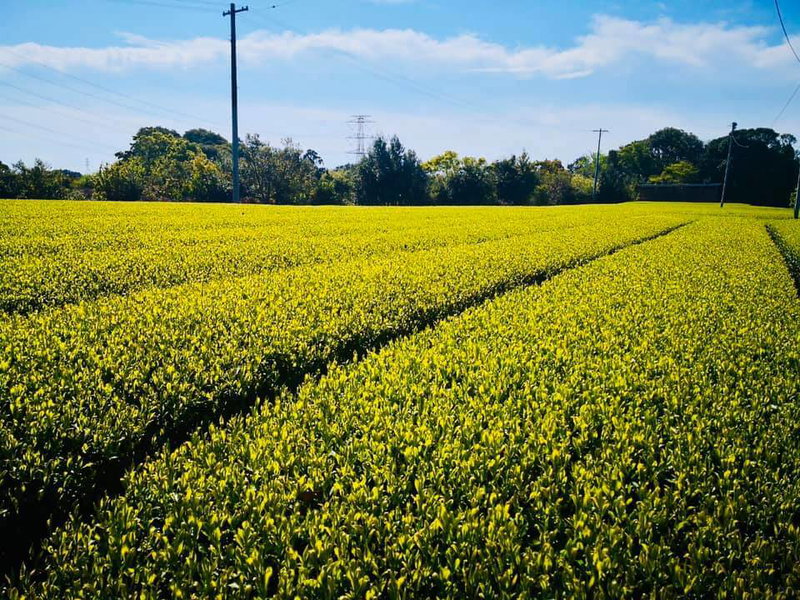 2019年 一番茶 產區走訪