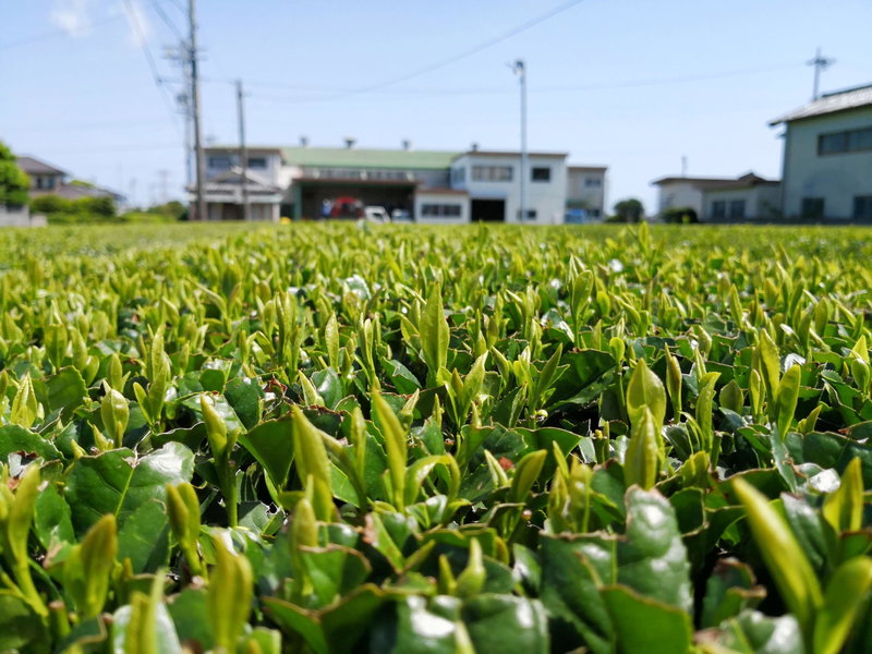 什麼是新茶,為什麼日本的新茶這麼重要!! 2024日本新茶限定品,開賣囉~