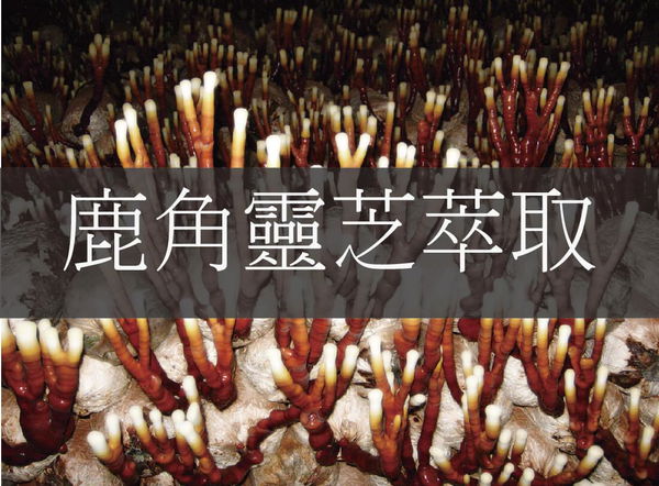 因為形狀像鹿角故得其名,由於是很難發現的野生種,被當作市集貴重的物品。
經由秋田縣農林水產技術中心、綜合食品研究所共同研究後,發現對肌膚有著美容效果。現已開發並配合從秋田縣產的鹿角靈芝簡單滲透進角質層的水溶性萃取液。