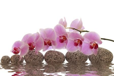園藝(蘭花)