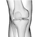 Knee