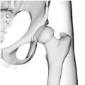 Pelvic & Hip