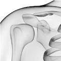 Shoulder