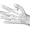 Wrist & Hand