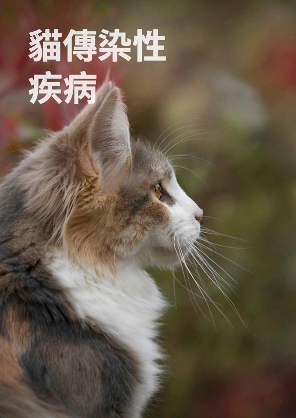 封面-貓白血病  貓免疫缺陷病毒快速檢測.jpg