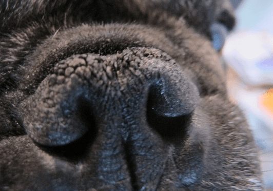 2avis-du-veterinaire-hyperkeratose-avant.png