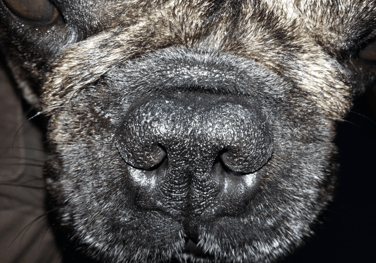 3avis-du-veterinaire-hyperkeratose-apres.png