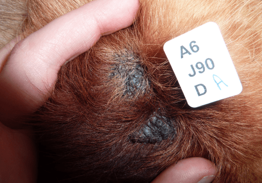 5avis-du-veterinaire-cal-appui-apres.png