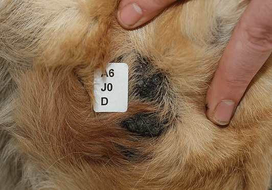 4avis-du-veterinaire-cal-appui-avant.png