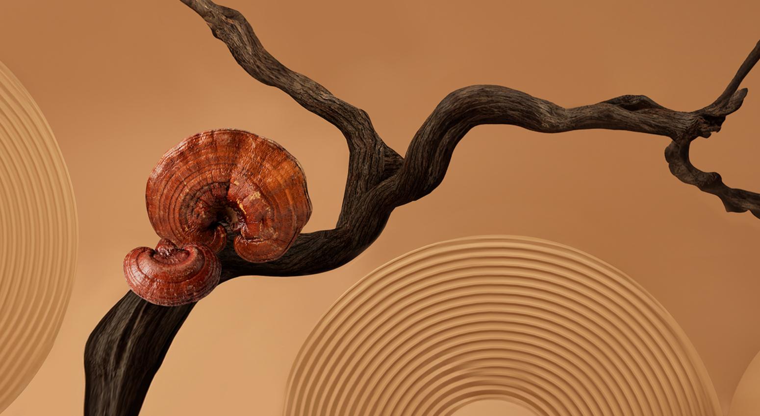 carousel04.jpg