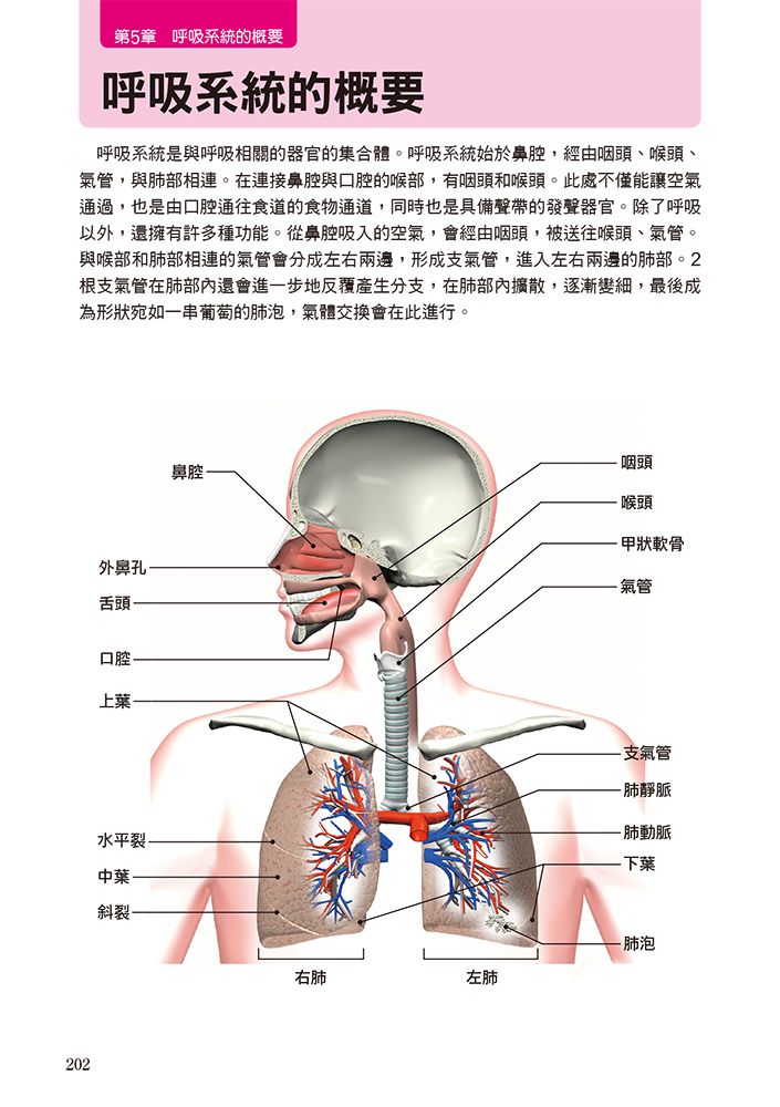 0010764675_b_12.jpg